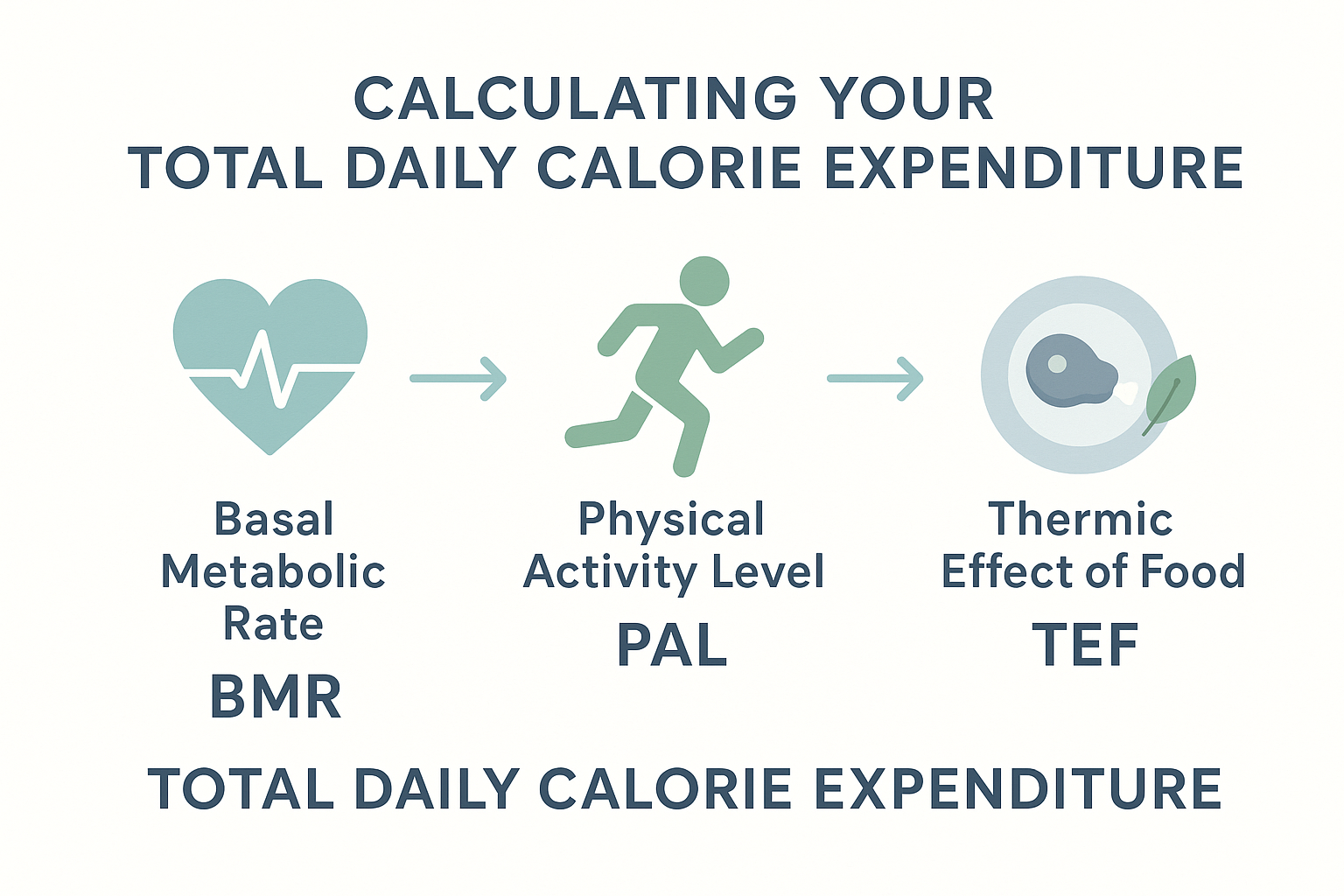 Infographic explaining Total Daily Calorie Expenditure using Basal Metabolic Rate, Physical Activity Level, and Thermic Effect of Food. Includes icons and arrows for clarity in a calming color palette to enhance readability.